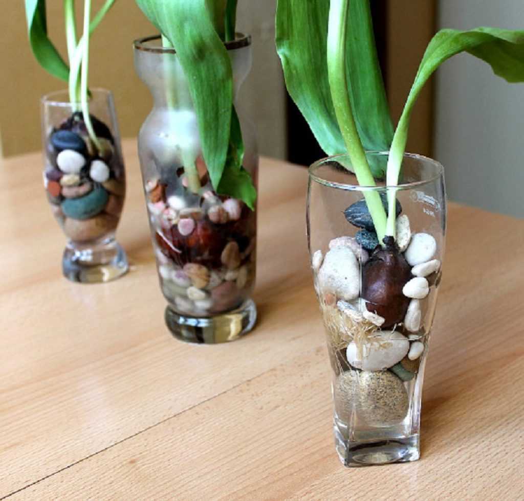 Когда выкапывать луковицы тюльпанов после цветения и как их хранить?