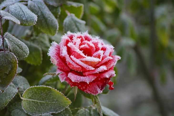 3 способа как укрыть розы на зиму опилками
