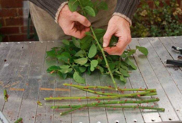 Как вырастить розы из семян из китая? готовые семена роз для посадки из китая - sadovnikam.ru