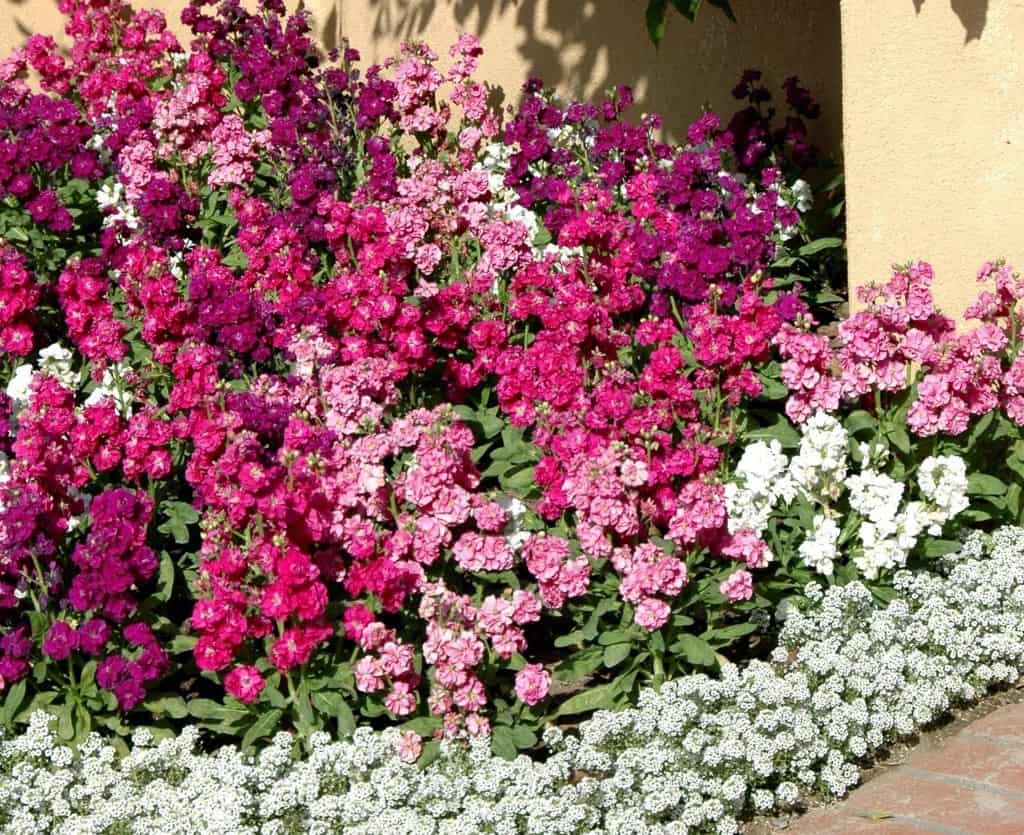 Плектрантус: разновидности, советы по уходу при выращивании - проект "цветочки" - для цветоводов начинающих и профессионалов
