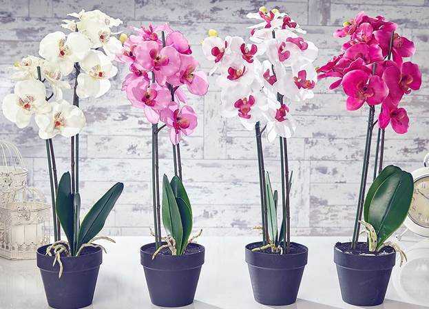 Какие горшки для орхидей нужны, как правильно выбрать емкость и посадить растение, фото, видео