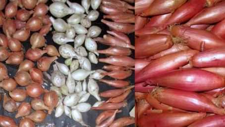Лук шалот: описание сорта и выращивание в открытом грунте