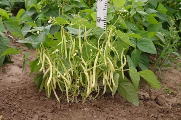 Как сажать стручковую фасоль: посадка и уход в открытом грунте, как посадить семена на рассаду в домашних условиях