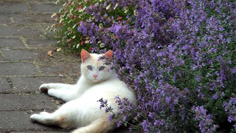 Котовник является многолетний травянистым растением с длинными соцветиями Как ухаживать за травой Где используется котовник