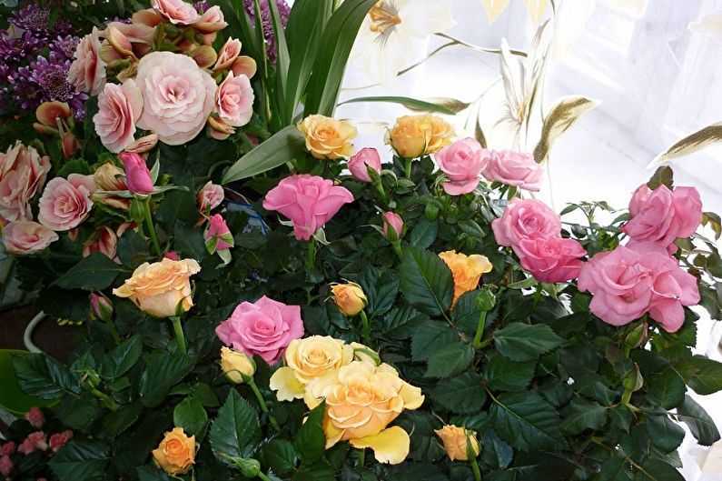 Комнатная роза очень красива, и несмотря на то, что за ней достаточно непросто ухаживать, она пользуется большой популярностью у цветоводов Дело в том, что цветущий кустик розы способен украсить любой дом