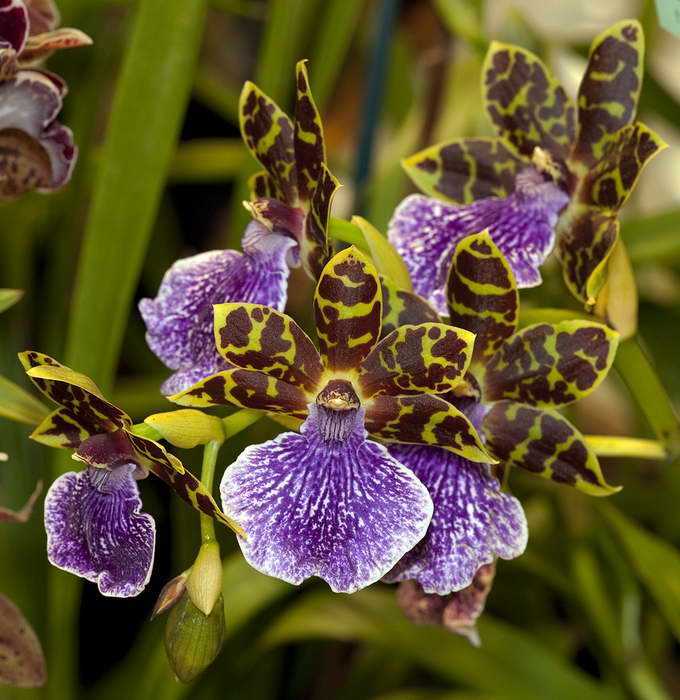 Орхидея плейоне: уход и выращивание в домашних условиях и в саду. советы для начинающих цветоводов