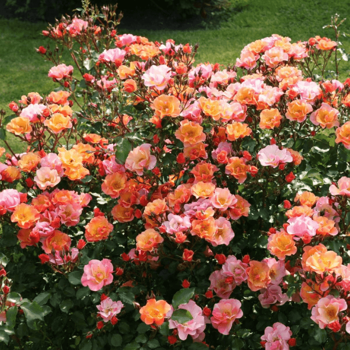 Сорта почвопокровных роз (с фото и описанием характеристик)