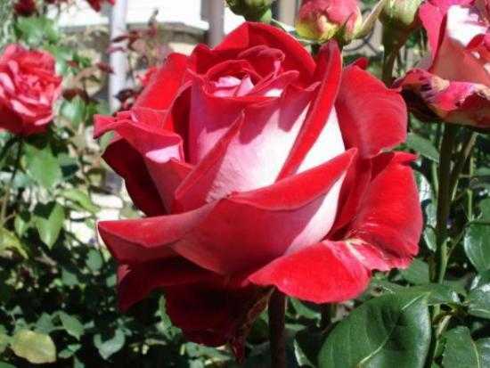 Плетистые розы: посадка и уход в открытом грунте, размножение и обрезка, сорта плетистых роз с фото и названиями