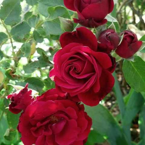 Роза плетистая дон-жуан: фото и описание сорта, отзывы