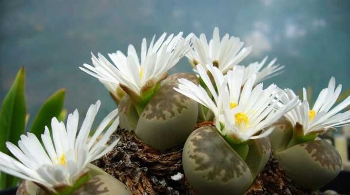 Литопсы (53 фото): виды и размножение «живых камней», уход за цветами в домашних условиях, растение литопс микс