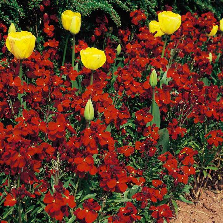Цветок эмилия: фото, описание, выращивание из семян