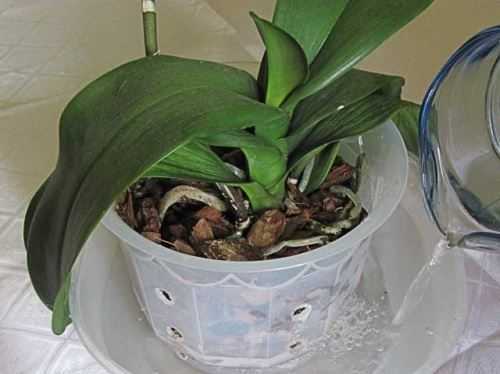 Как поливать орхидею в домашних условиях, полив цветущей орхидеи