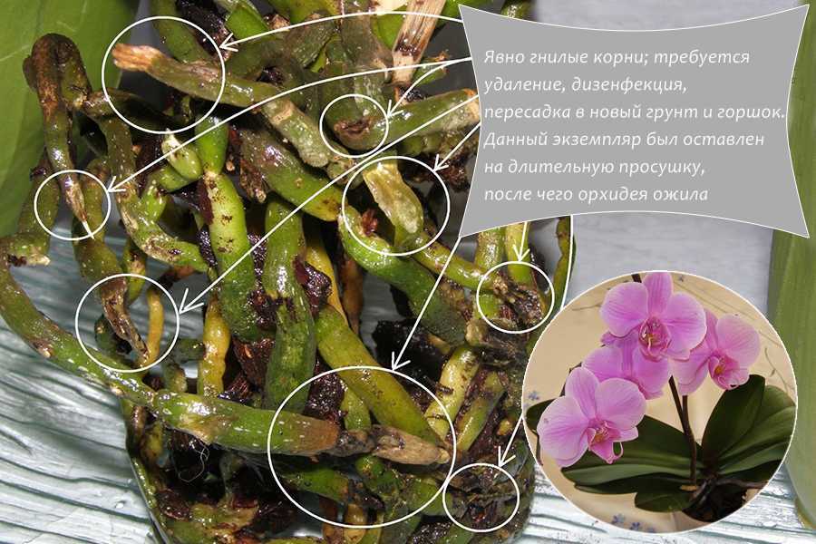 Интересно о том, почему гниют листья у орхидеи: что делать?