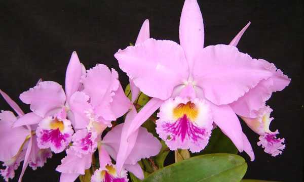 Орхидея каскадная: уход в домашних условиях с фото