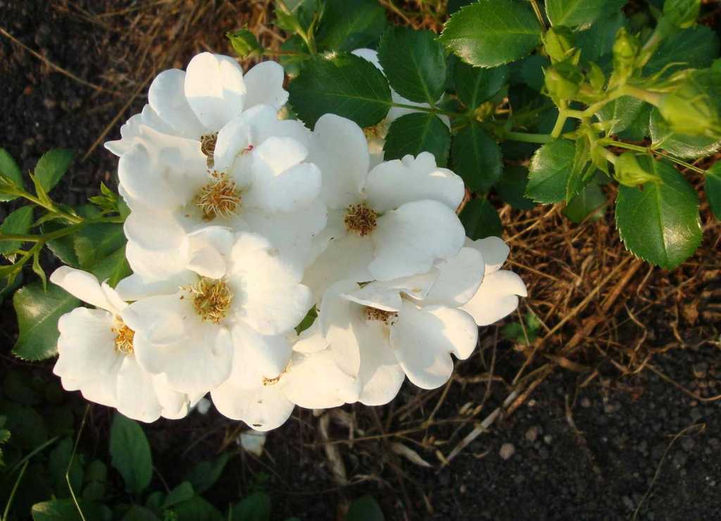 Секреты выращивания почвопокровной розы йеллоу фейри | дачасадовника