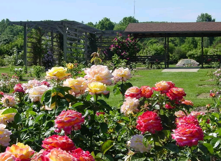 Как правильно посадить розы в открытый грунт весной – дачные дела