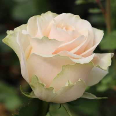 Редкие сорта роз | сад и огород - интернет журнал о даче