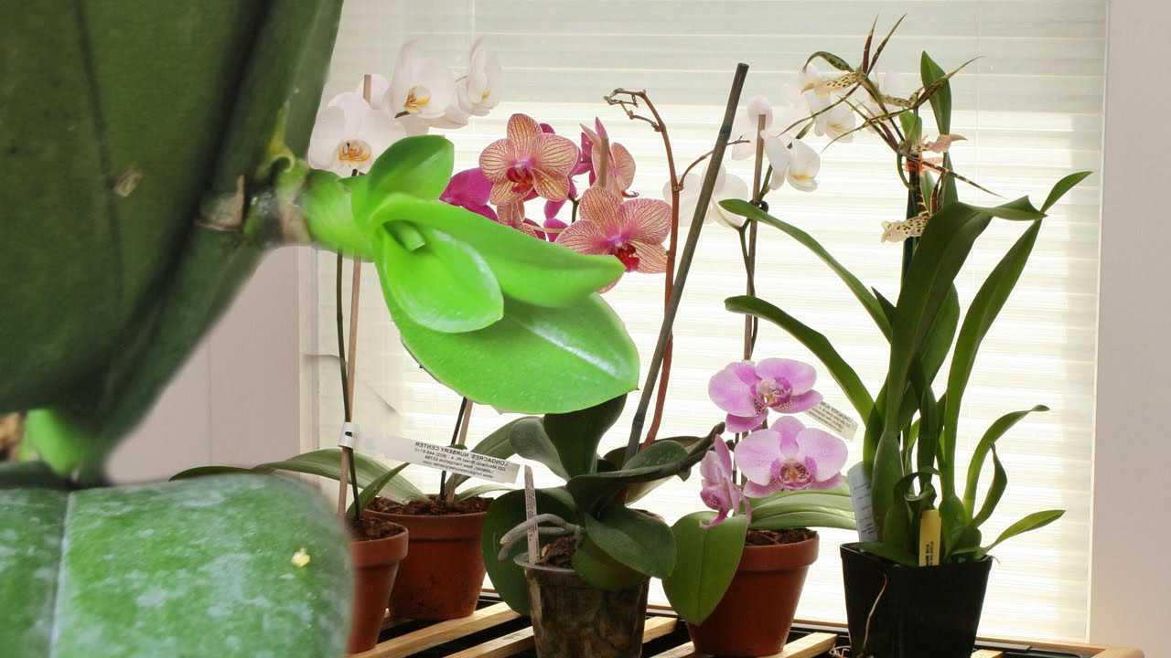 Примеры использования цитокининовой пасты для цветения комнатной орхидеи