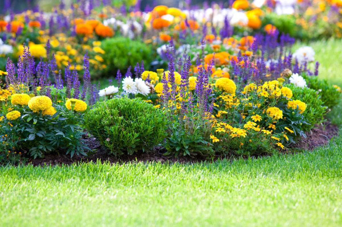 Фитолакка американская и лаконос — экзотика в саду - Проект "Цветочки" - для цветоводов начинающих и профессионалов