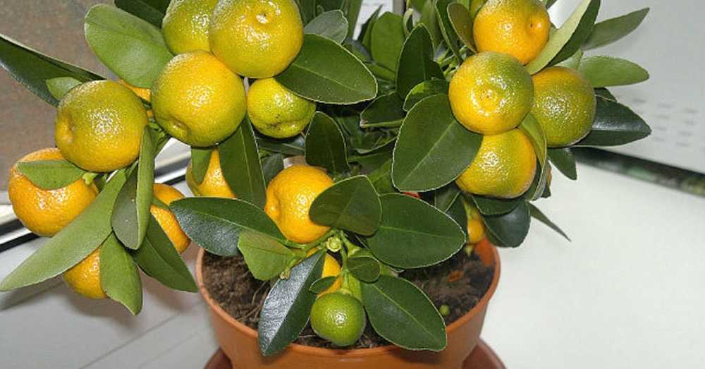 Как привить лимон в домашних условиях, чтобы он плодоносил: метод копулировки, окулировка, вприклад, уход за растением после процедуры