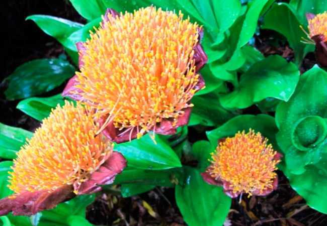 Однодольное растение гемантус (Haemanthus) является представителем семейства Амариллисовые В природных условиях его можно повстречать на территории Южной Америки