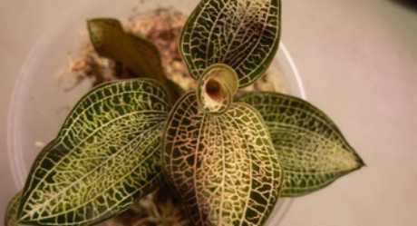 Орхидеи в природе- фото и описания представителей семейства орхидных