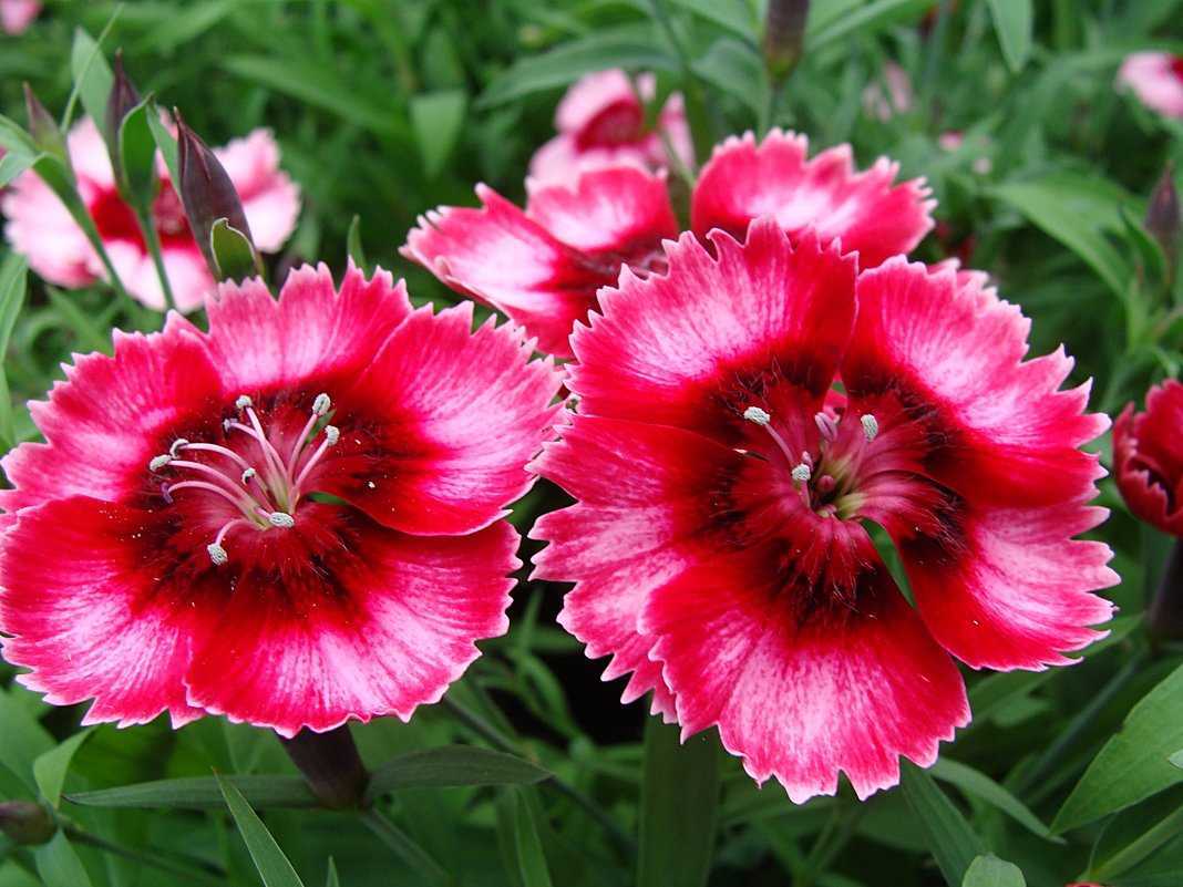 Гвоздика садовая многолетняя: фото цветов, выращивание из семян, посадка, уход и размножение