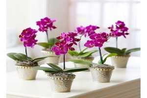 Орхидея ринхостилис: уход в домашних условиях, виды, пересадка