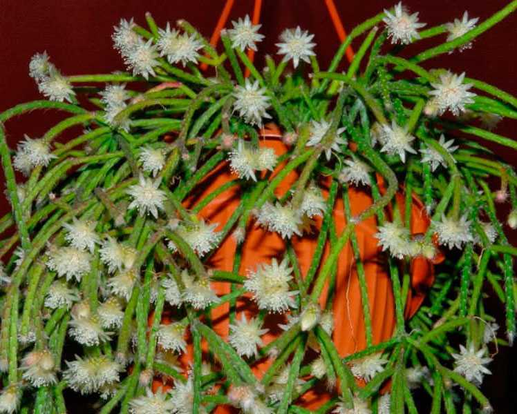 Рипсалис (36 фото): виды кактуса кассута и рипсалис волосовидный, уход за цветком в домашних условиях, цветение и размножение,
