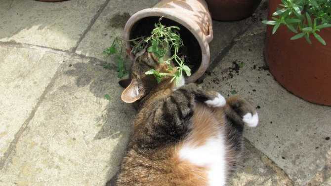 Котовник: выращивание из семян, фото в саду, когда сеять и как зимует