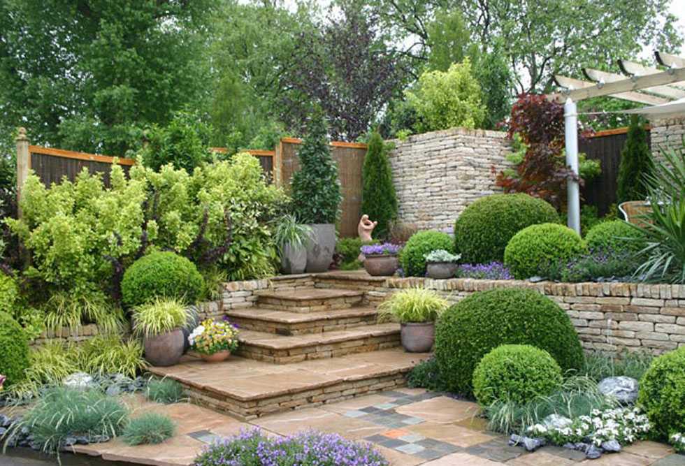 Василек садовый многолетний посадка и уход, сорта цветов с фото