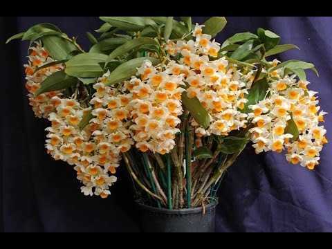 Пересадка орхидеи дендробиум