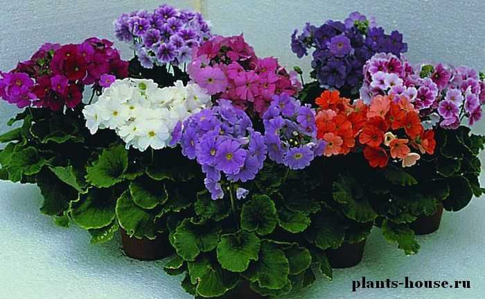 Мир домашних цветов: все что вы хотели узнать по уходу за самыми популярными комнатными растениями :: инфониак