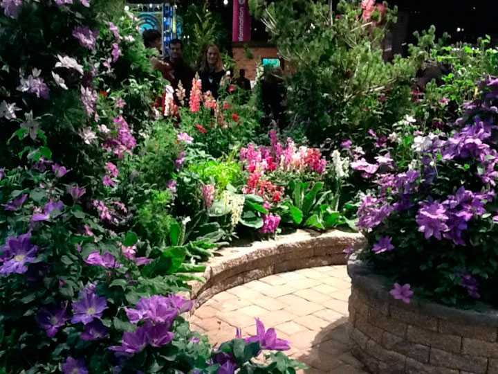 С чем сажать клематисы и какие сажать клематисы. создаем дизайн сада. | красивый дом и сад