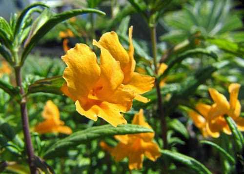 Цветок "мимулюс": выращивание из семян, посадка и уход, фото
