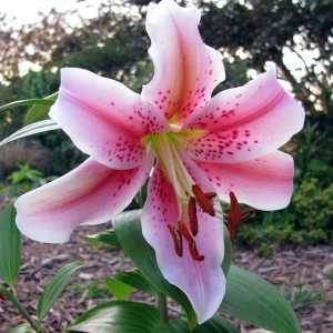 Королевские цветы на клумбе: выращивание лилий в открытом грунте