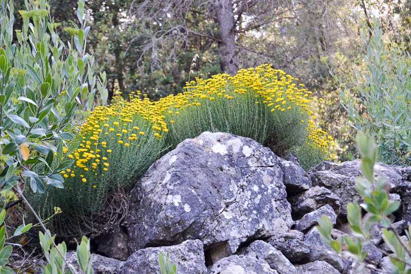 Растение сантолина: фото, сорта, выращивание, посадка и уход в открытом грунте