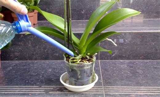 Принципы правильного полива орхидеи фаленопсис: советы + видео