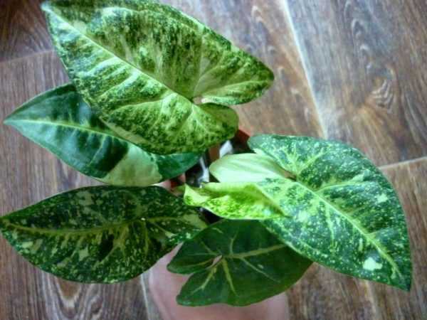 Комнатное растение сингониум: фото, описание цветка, уход в домашних условиях
