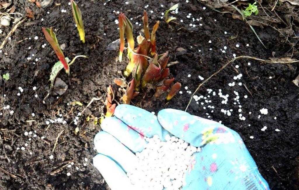 Уход за тюльпанами: полив, удобрение, подготовка почвы и выкапывание луковиц