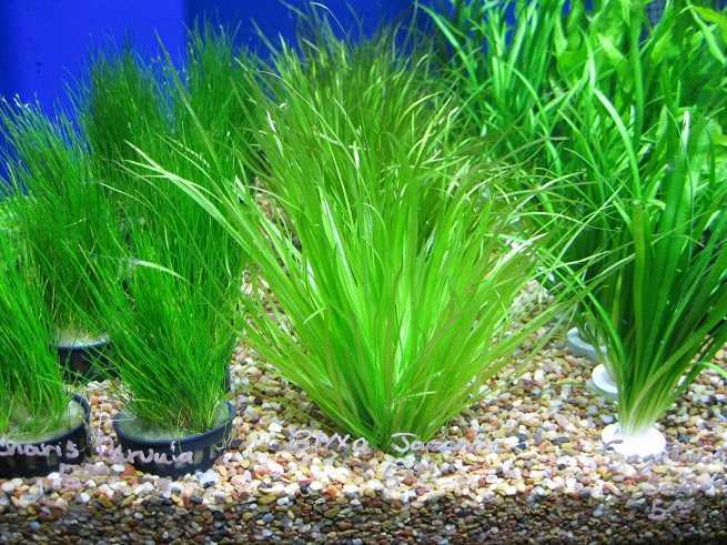Аквариумное растение риччия плавающая и как вырастить?