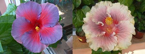 Цветок гибискус: выращивание, уход и фото