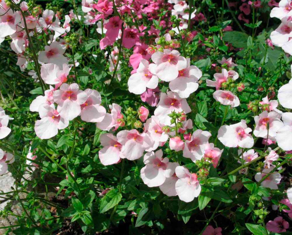 Красивый цветок с неприятным запахом — аморфофаллус коньяк