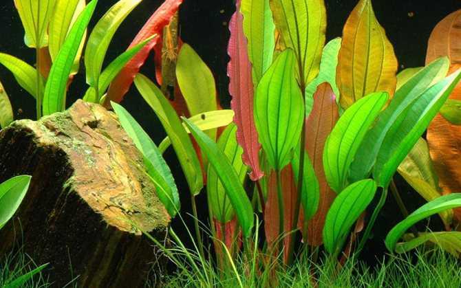 Водоплавающее растение Лимнобиум для домашнего аквариума станет прекрасным дополнением и украшением водного сада Совместив его с подходящими рыбками и