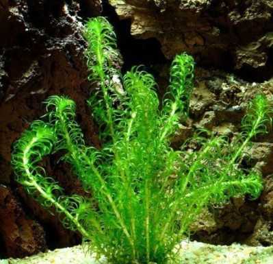Самые неприхотливые растения для аквариума