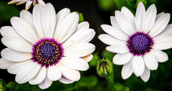 Красивые цветы с экзотическим названием остеоспермум: посадка и уход