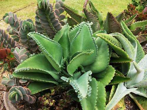 Растение кактус: уход в домашних условиях, виды, разновидности, полив и пересадка