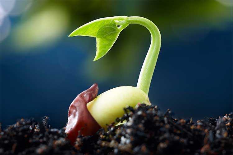 Настурция: выращивание из семян, посадка и уход