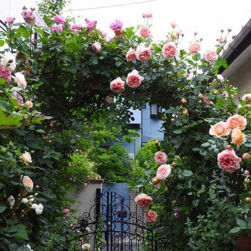 Роза абрахам дерби (abraham darby): фото и описание английского паркового растения, особенности цветения лучшего шраба 1999 года и история возникновения сортадача эксперт