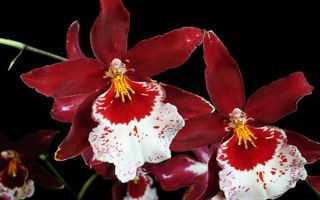 Орхидея камбрия: уход в домашних условиях и посадка